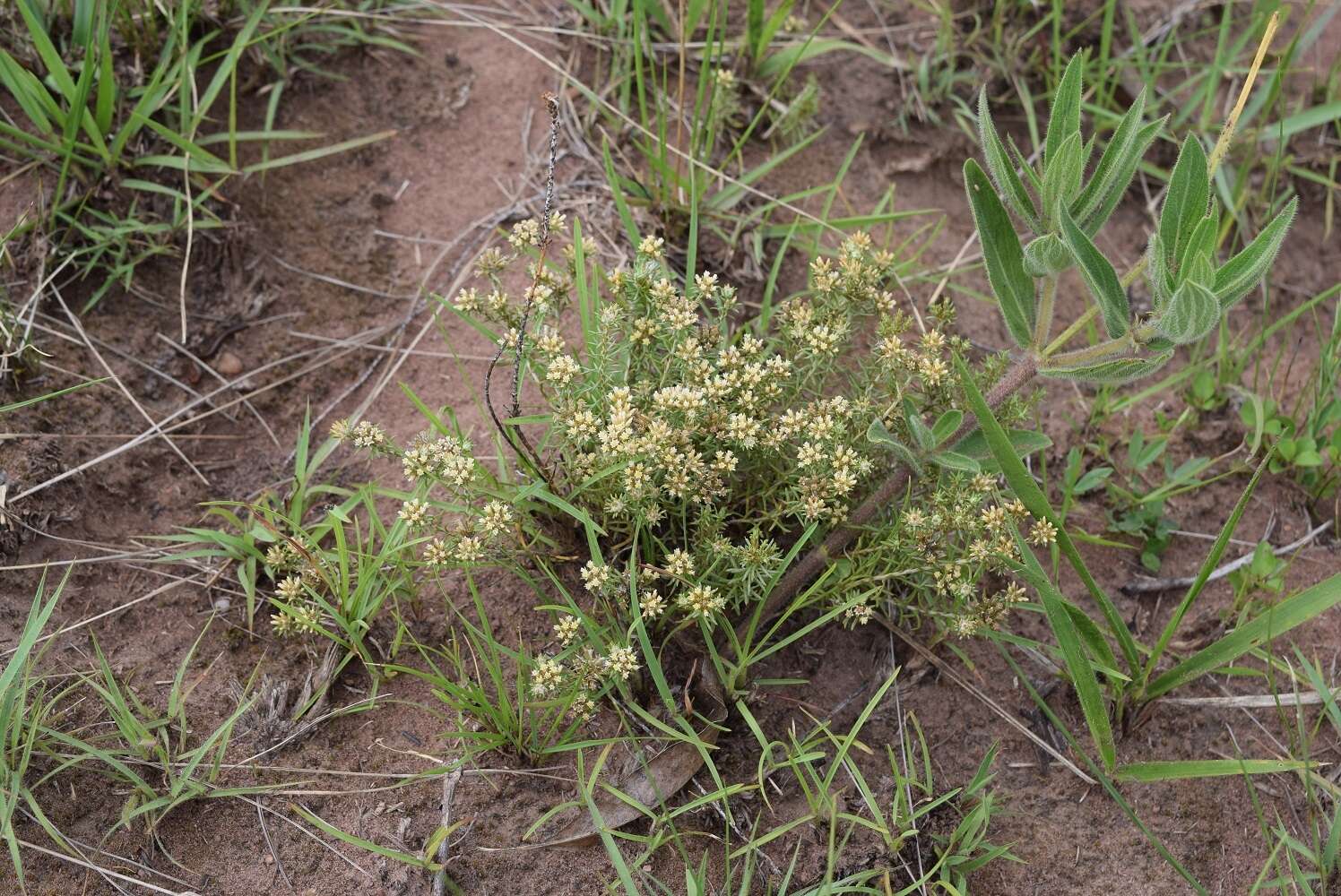 Image of Helichrysum asperum (Thunb.) Hilliard & Burtt