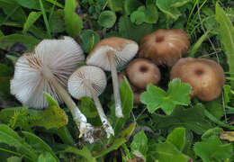 Image de Entoloma catalaunicum (Singer) Noordel. 1982