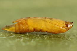 Image of Phyllonorycter salicicolella (Sircom 1848)