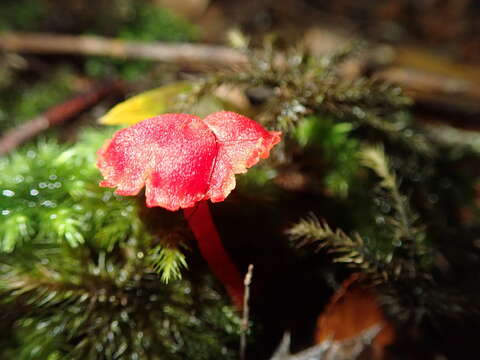 Image de Hygrocybe firma (Berk. & Broome) Singer 1958