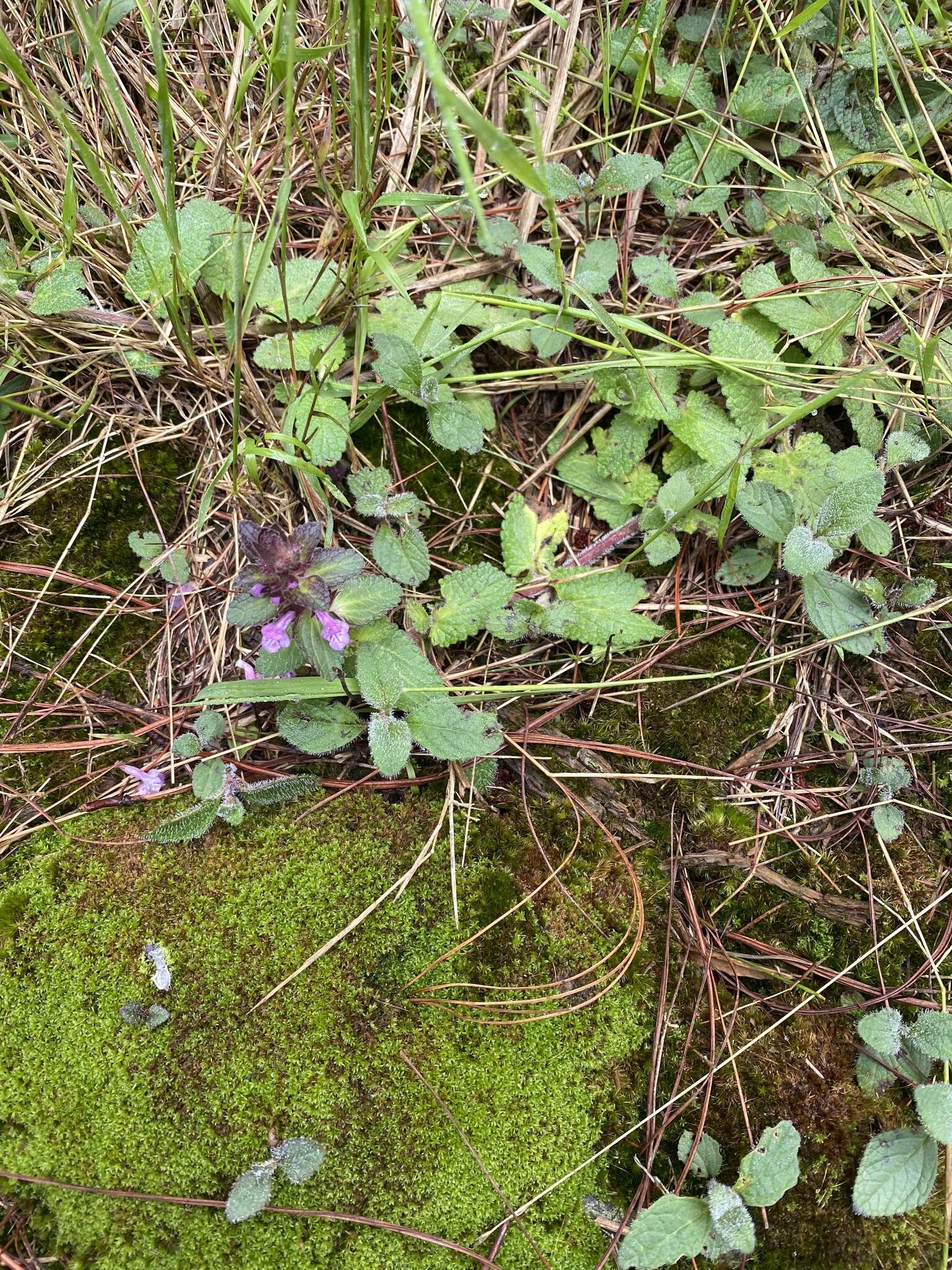 Stachys eriantha Benth.的圖片