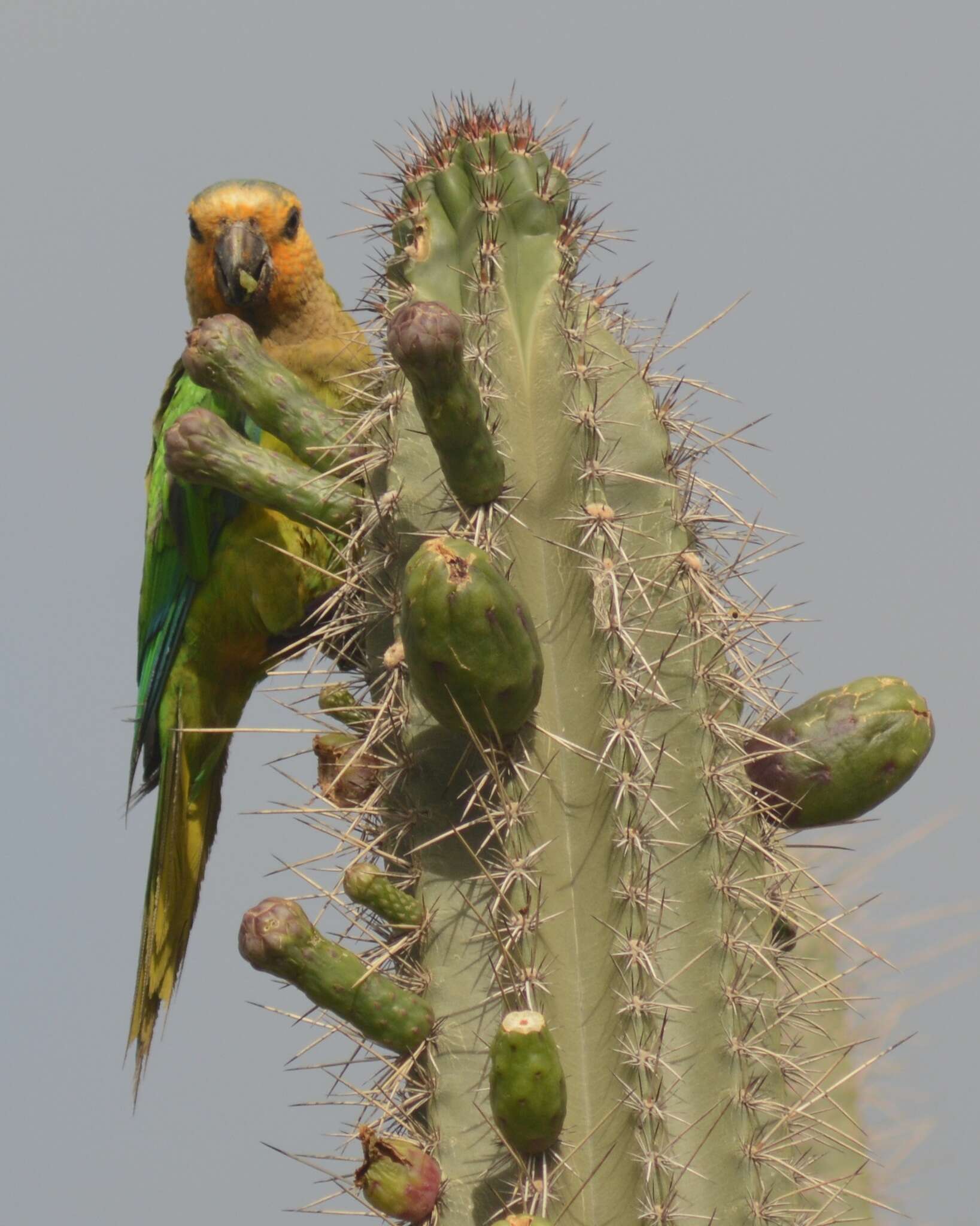 Image of Eupsittula pertinax pertinax (Linnaeus 1758)