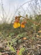 Image of Hermannia multiflora Jacq.