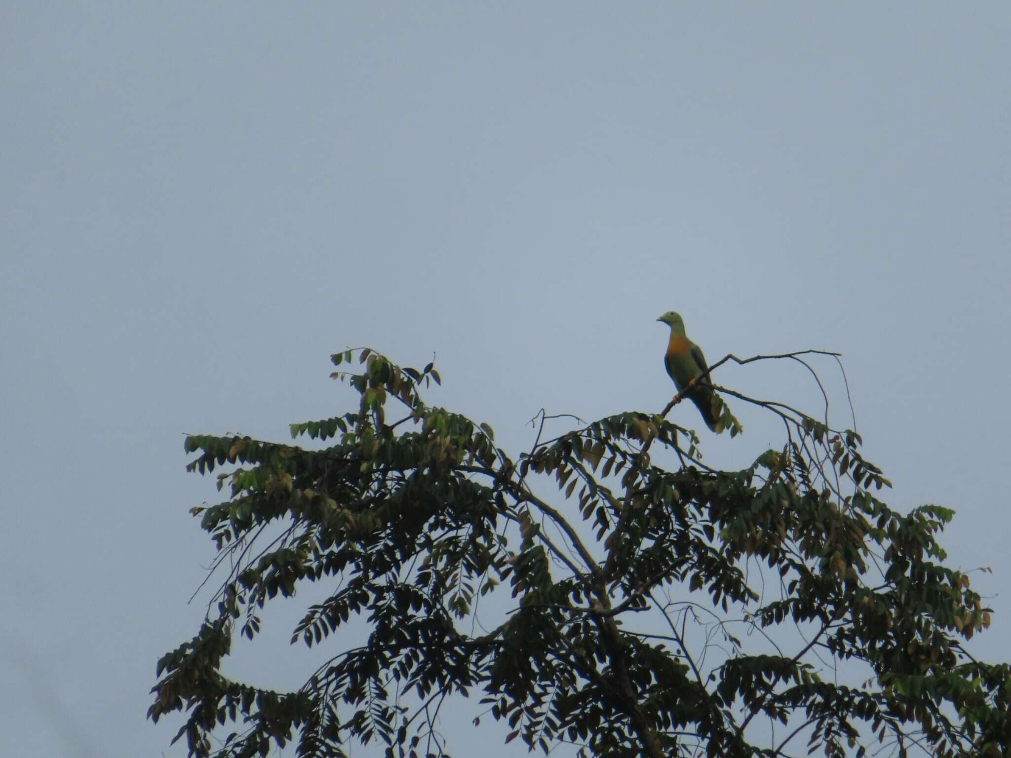 Image of Large Green Pigeon