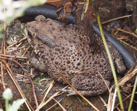 Image of Asian black-spined toad