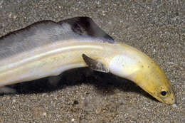 Image of Highfin snake eel