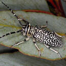 Image of Rhytiphora saundersii (Pascoe 1857)