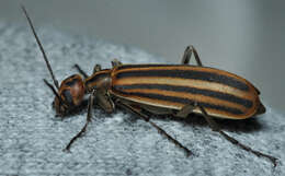 Image of Striped Blister Beetle