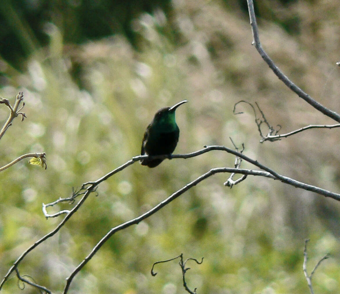 Image of Green-throated Mango