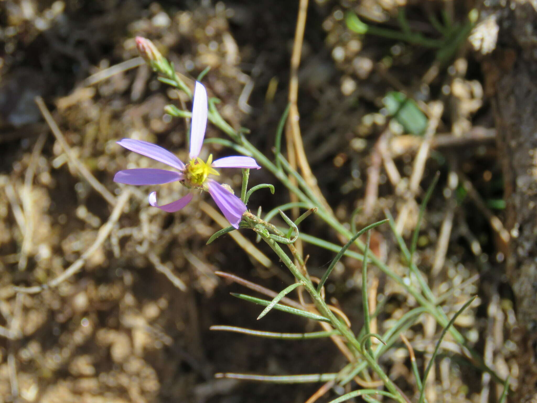 Image of Galatella aragonensis Nees