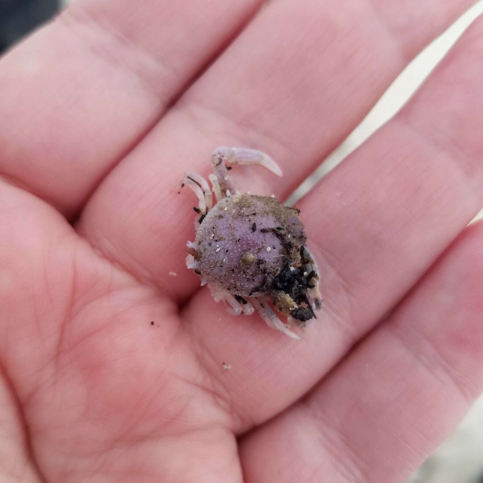 Image of pink purse crab