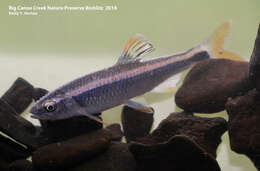 Image of Tricolor Shiner