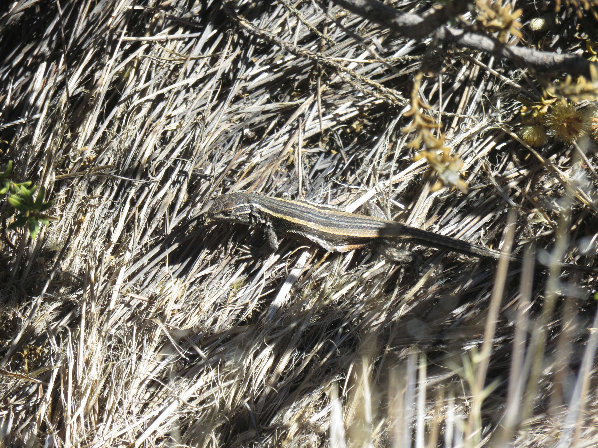 Image of Liolaemus chungara Quinteros, Valladares, Semham, Acosta, Barrionuevo & Abdala 2014