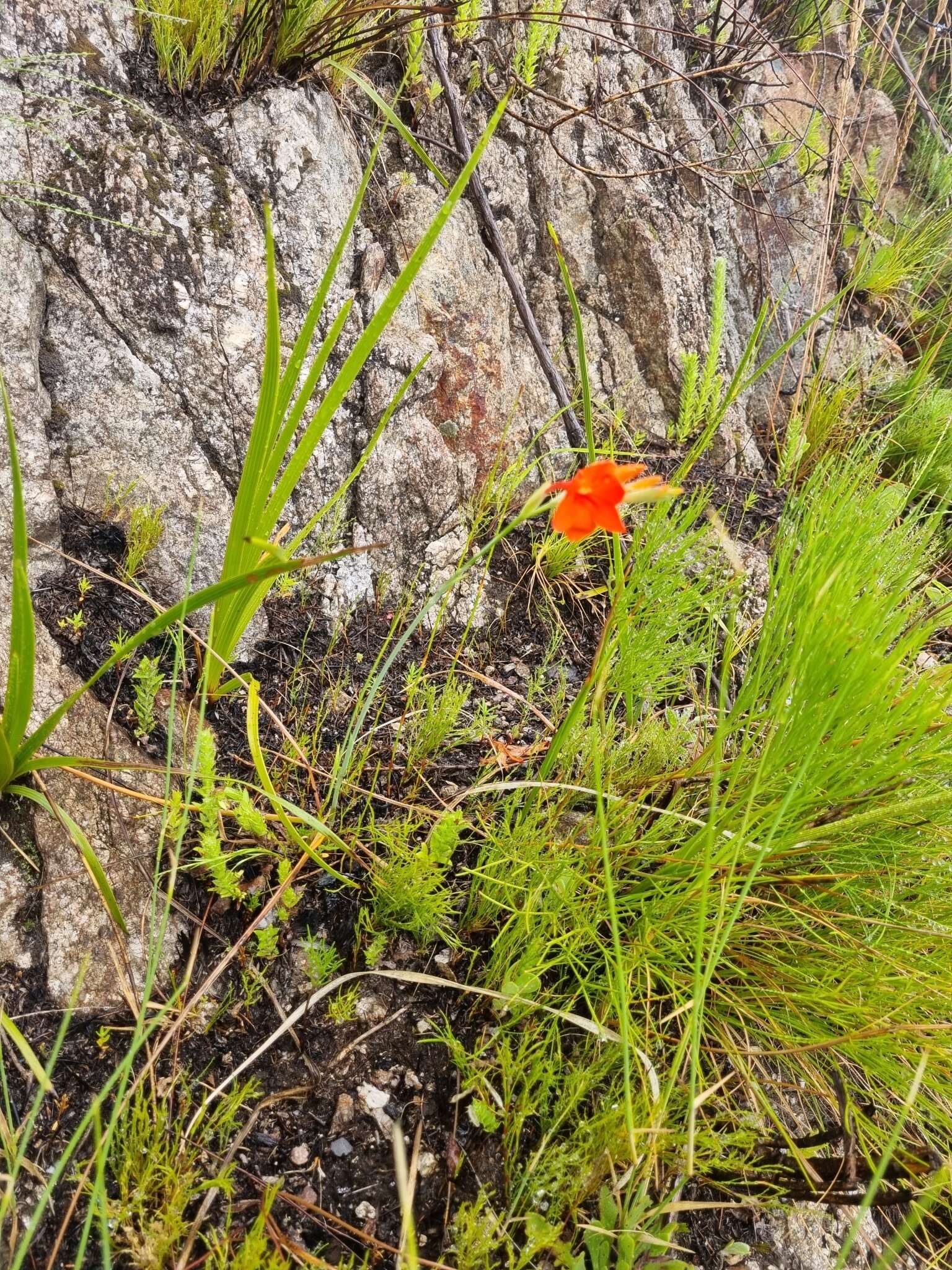 Image of Gladiolus nerineoides G. J. Lewis