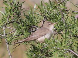 Image of Upcher's Warbler