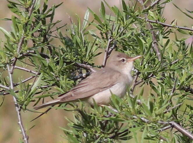 Image of Upcher's Warbler