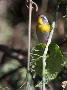 Image of Crescent-chested Warbler