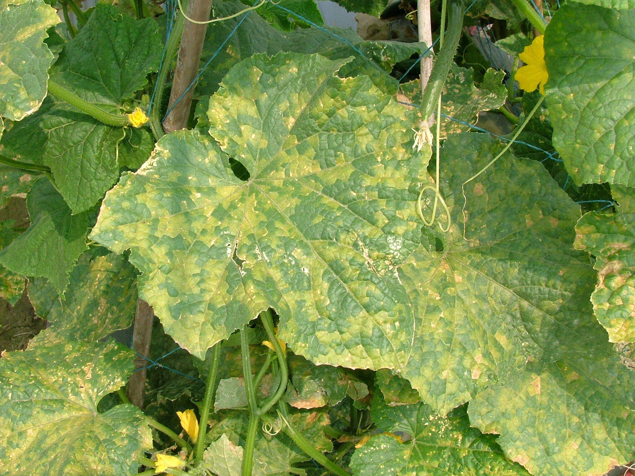 Image of Pseudoperonospora cubensis