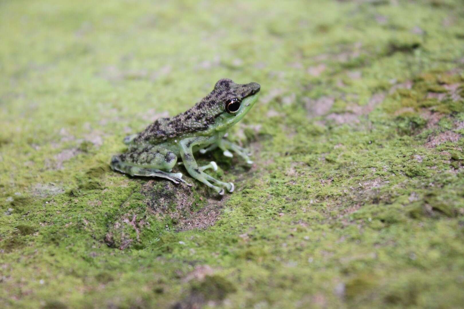 Image of Staurois guttatus (Günther 1858)