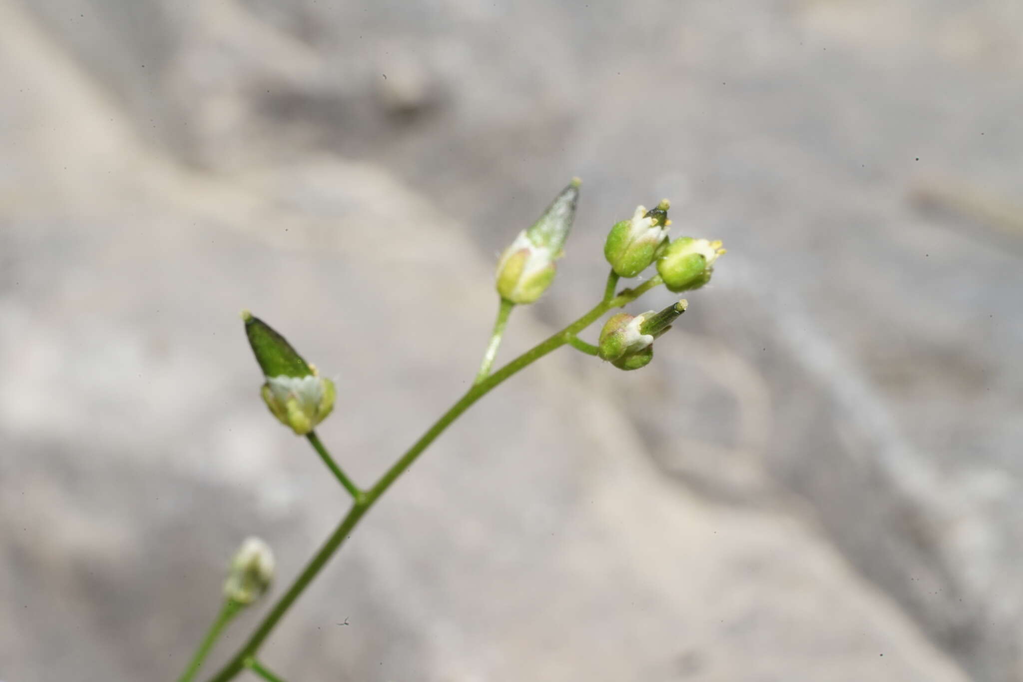 Sivun Draba paucifructa Clokey & C. L. Hitchc. kuva