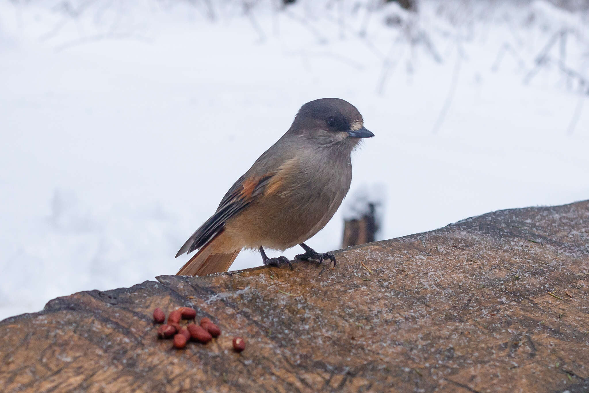 Image of Siberian Jay