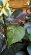 Image of Ipomoea grandifolia (Damm.) O'Donell