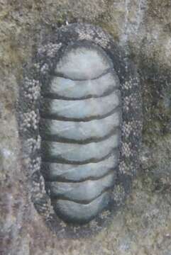 Image of West Indian green chiton