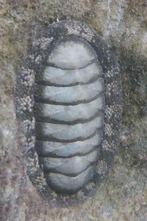 Image of West Indian green chiton