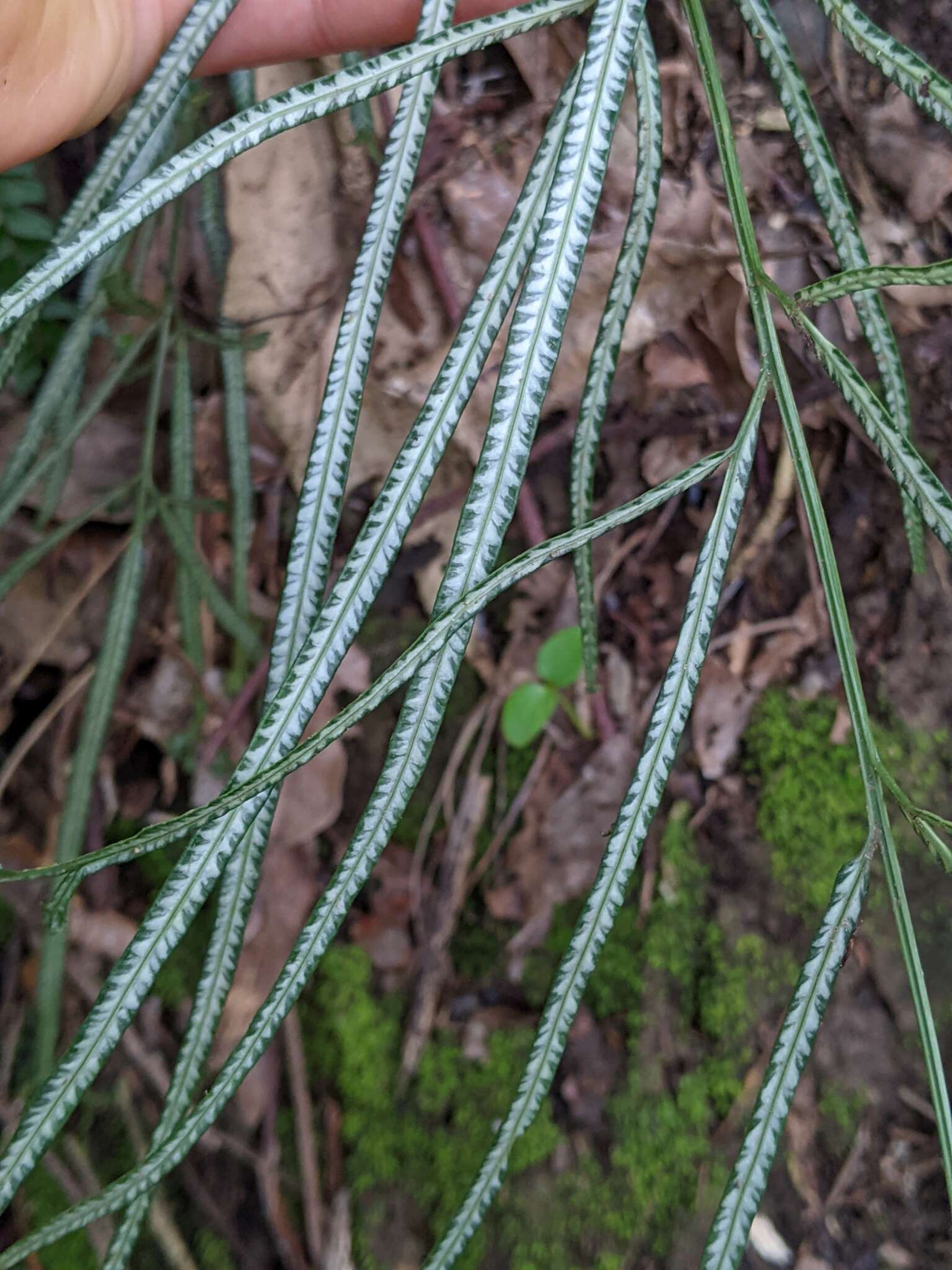 Image of Pteris ensiformis var. victoriae Bak.