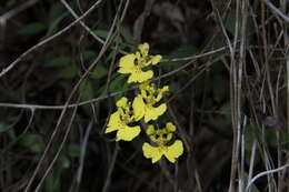 Image of Tolumnia guibertiana (A. Rich.) Braem