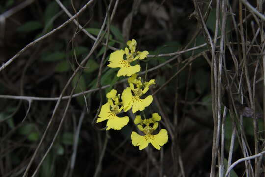 Слика од Tolumnia guibertiana (A. Rich.) Braem