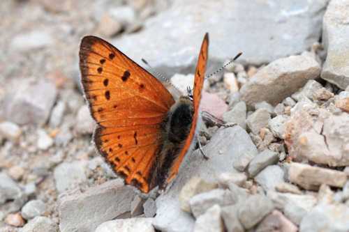 Image de Lycaena asabinus (Herrich-Schäffer (1851))