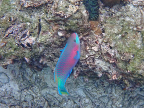 Image of Green-blotched parrotfish