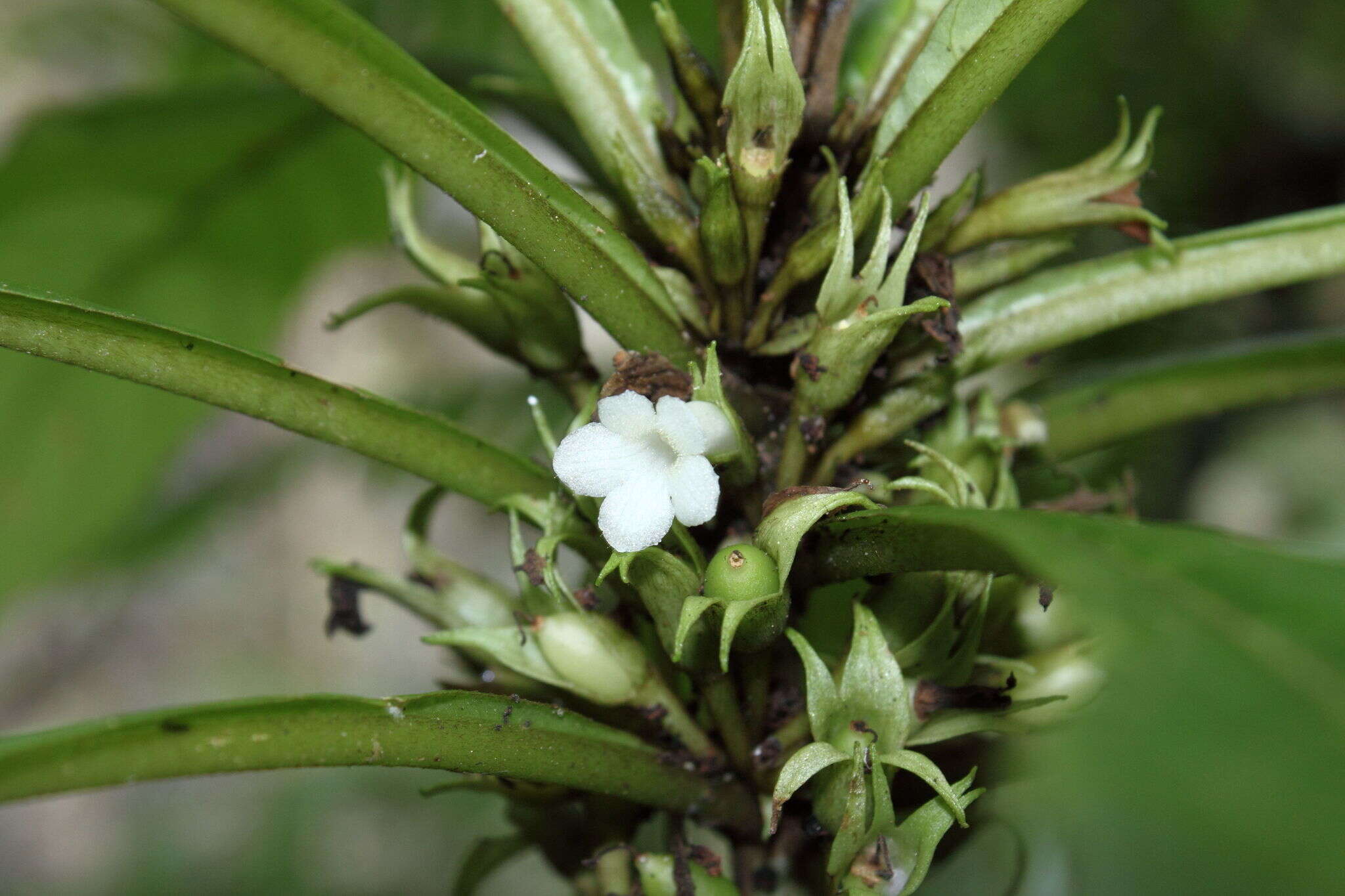 Image of Hawaii Cyrtandra