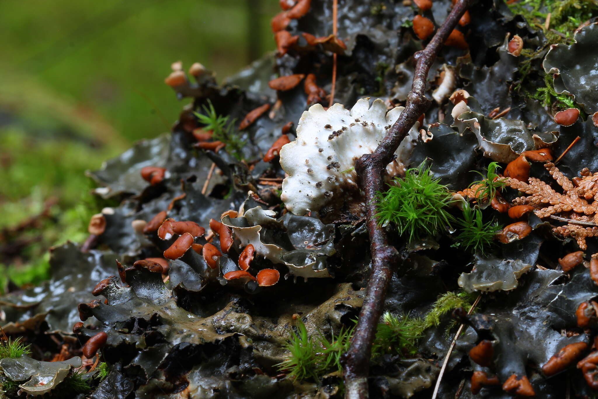 Image of Elizabeth's felt lichen