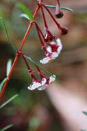 Image of Euryomyrtus ramosissima subsp. prostrata (Hook. fil.) Trudgen