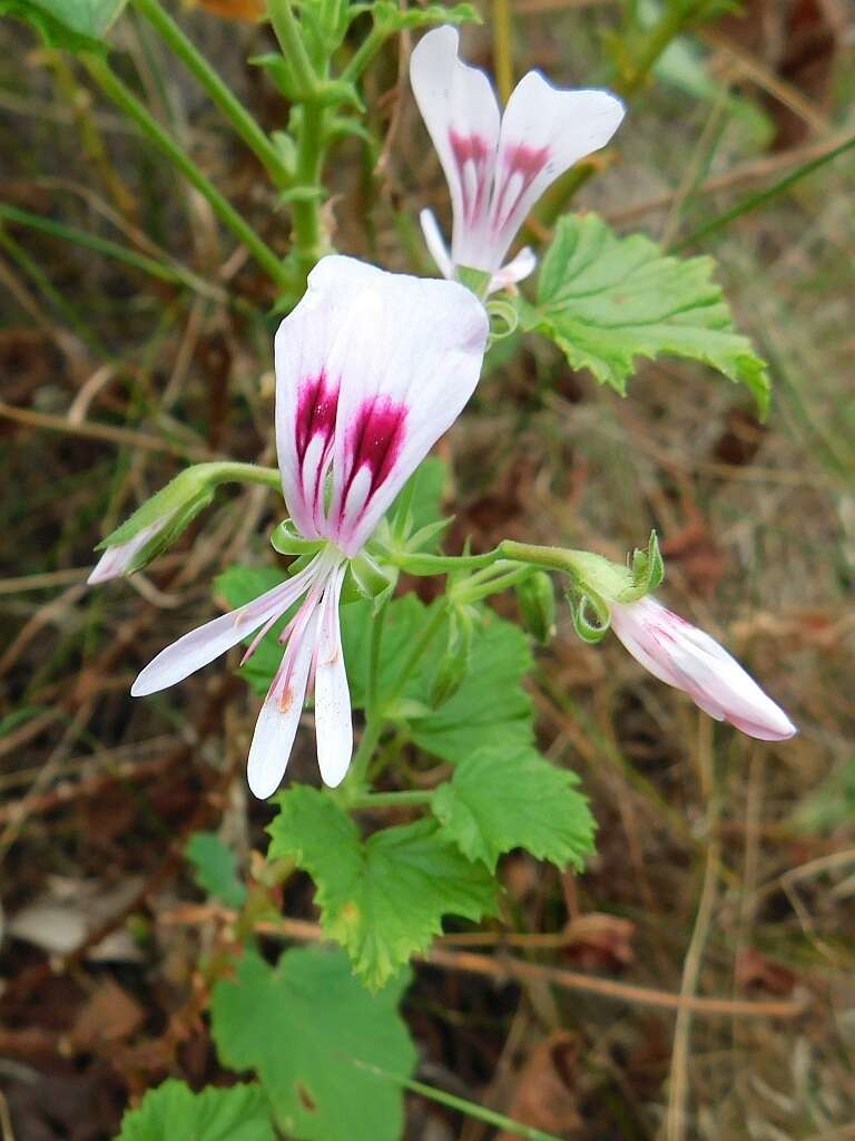 Image of Pelargonium greytonense J. J. A. Van der Walt