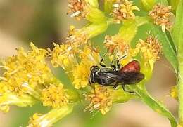 صورة Sphecodes davisii Robertson 1897