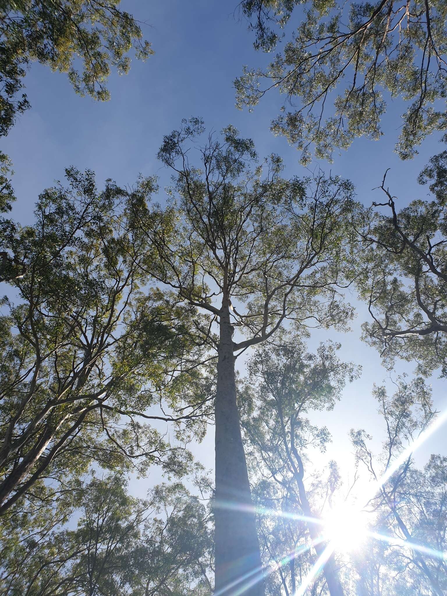 Image of lemonscented gum