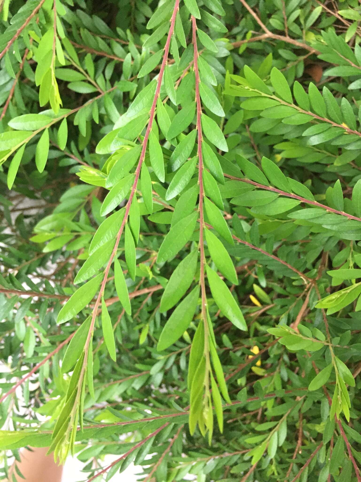 Image of Phyllanthus myrtifolius (Wight) Müll. Arg.