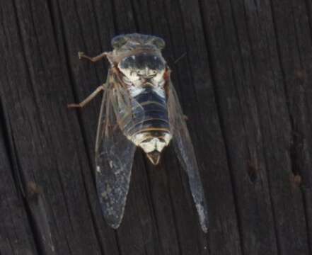 Image of Tibicen gemellus (Boulard 1988)