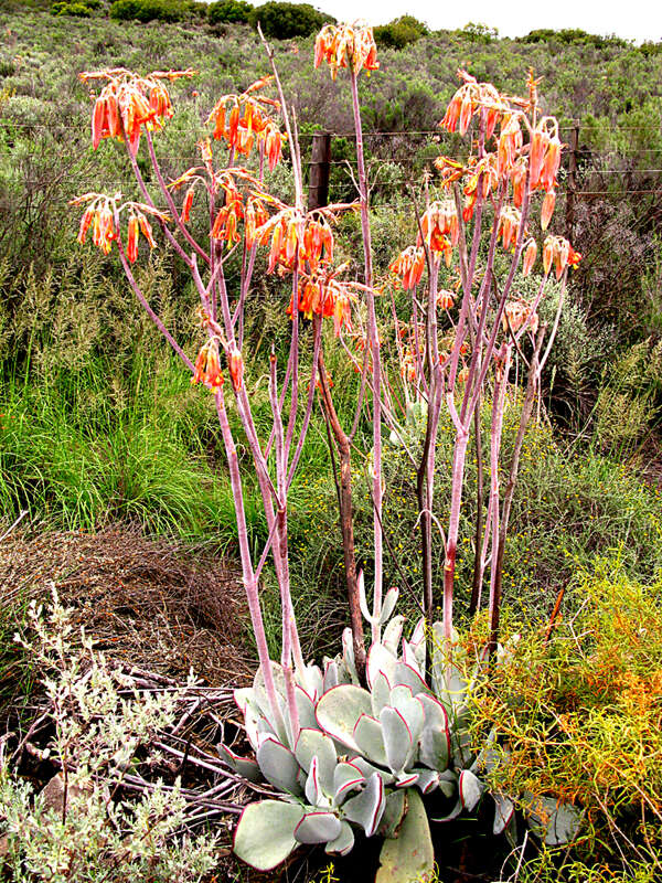 Image of Cotyledon orbiculata var. spuria (L.) Tölken