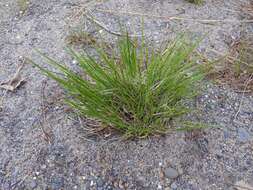 Image of starved panicgrass