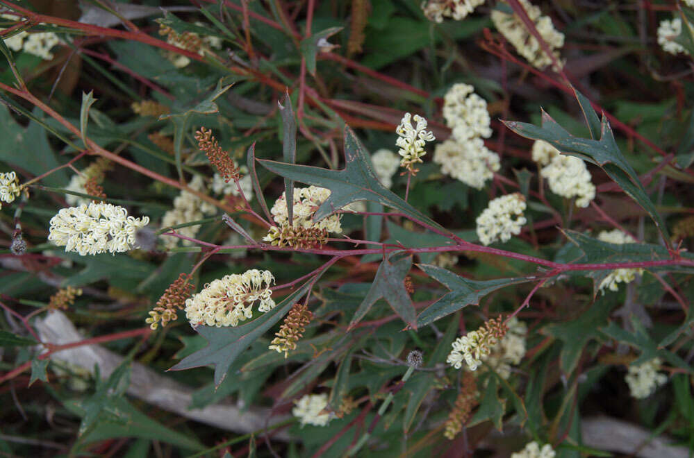 Image of <i>Grevillea <i>synapheae</i></i> subsp. synapheae