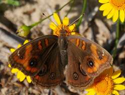 Sivun Junonia stemosa kuva