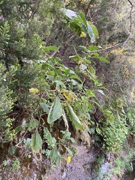 Image of Crambe santosii Bramwell