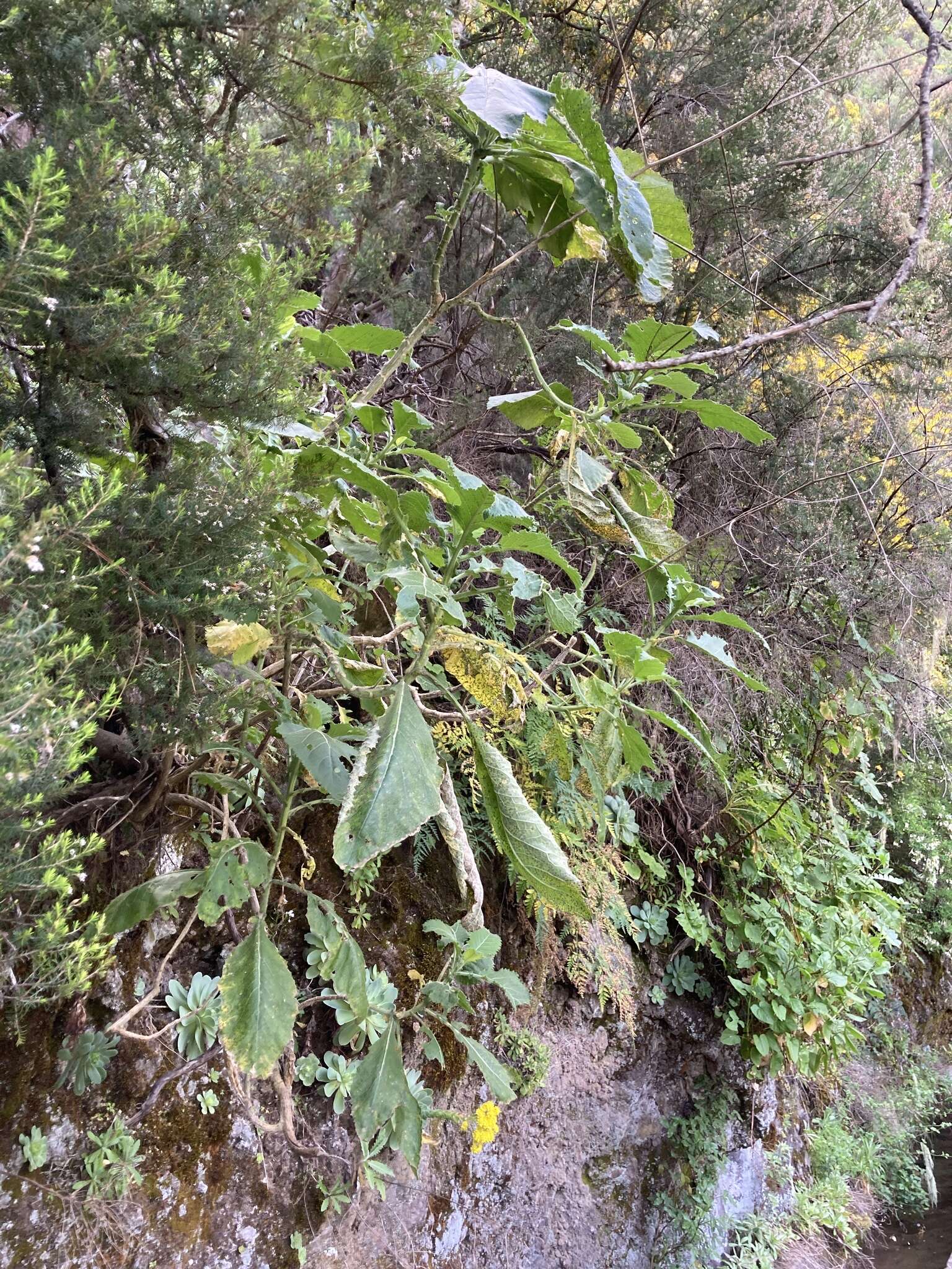 Image of Crambe santosii Bramwell