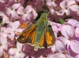 Image of Juba Skipper