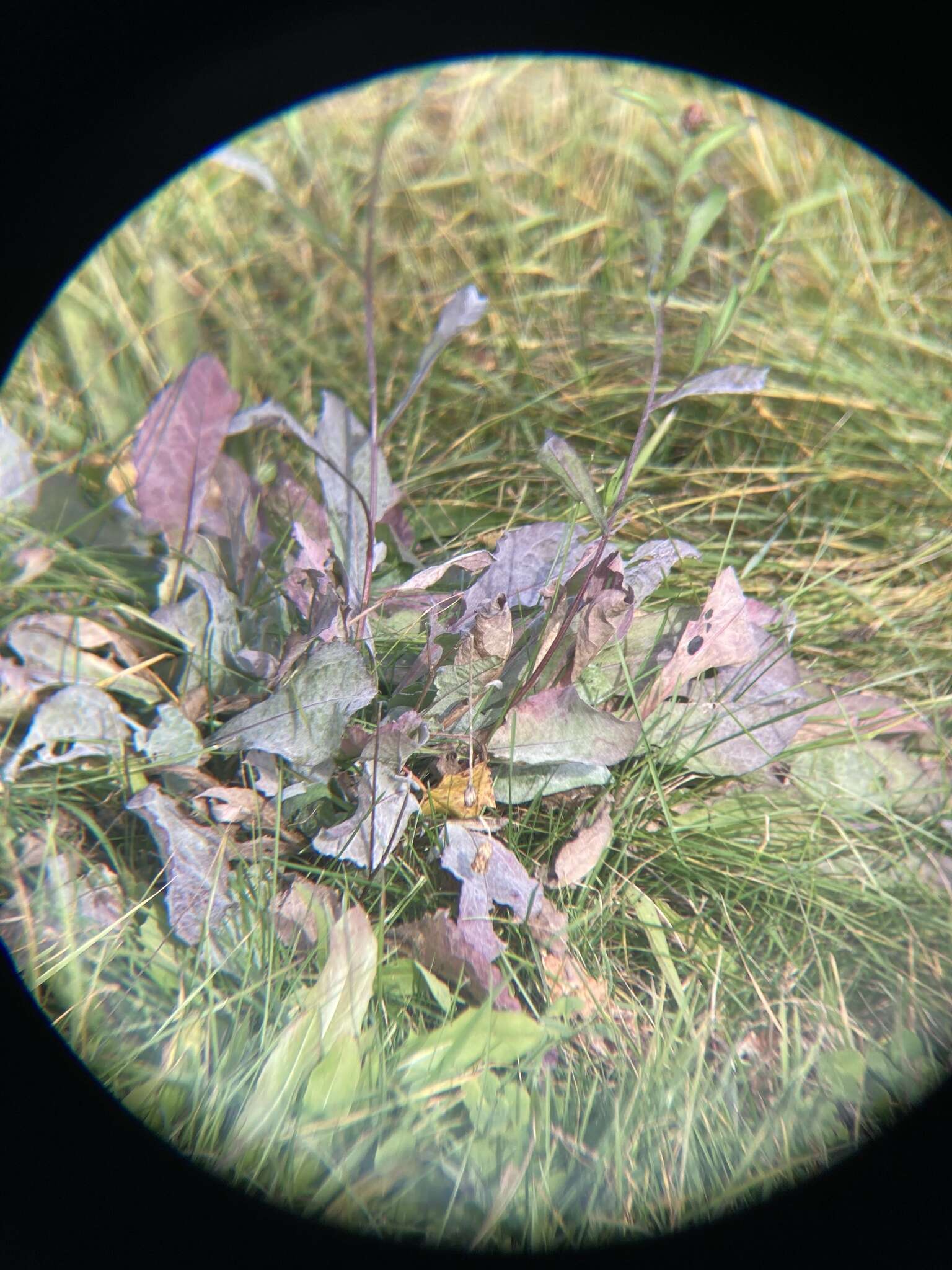 Image of Golovinomyces depressus (Wallr.) V. P. Heluta 1988