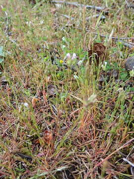 Image de Trifolium oliganthum Steud.